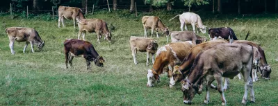 Cows grazing in a field near Fussen, Bavaria, Germany