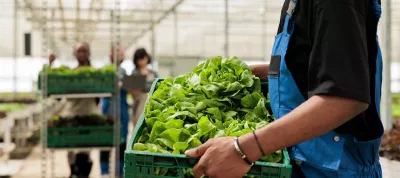 person carries vegetables in greenhouse
