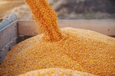 Machine for separating corn grains working on field and filling tractor trailer with corn. Autumn time. Husbandry concept.