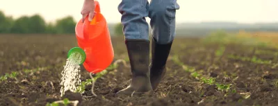 farmer watering sprouts watering can, farmer working field, watering fresh green sprout, agriculture, drip water raindrops agriculture closeup leaf development leg ground ecological love morning