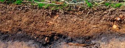 Organic layer and topsoil of a Luvisol in a spruce forest