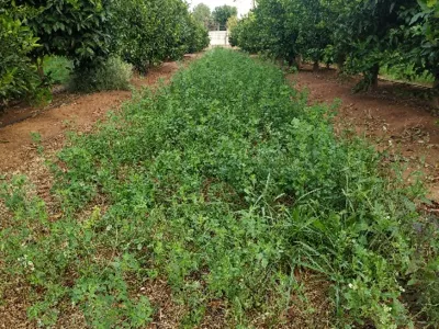 Green vegetation covering a field between two rows of trees. 