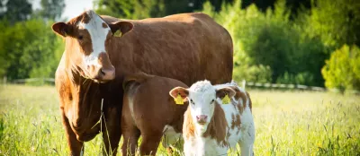 A cow and calf in a field.