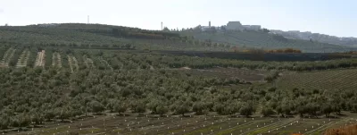 A field of trees with a hill in the background.