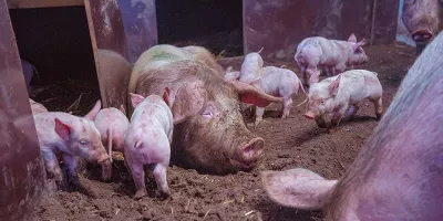 A group of pigs in a pen.