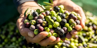 A person showing hands full of freshly-harvested olives