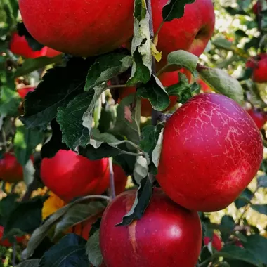 A bunch of red apples on an apple tree. (logo)