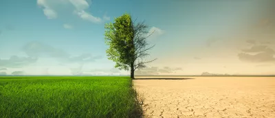 A tree half green half dried from drought