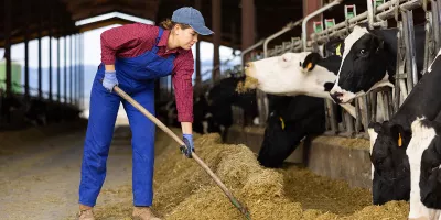 Positive young woman farmer worker in uniform leveling hay with rake while feeding cows in stall on dairy farm