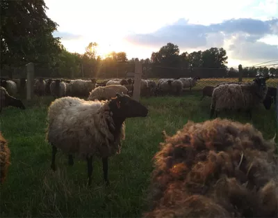 Wrzosówka sheep on a meadow