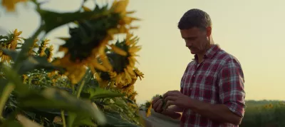 Man examining a sunflower in a field at sunset