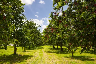 Cherry trees planted in rural area