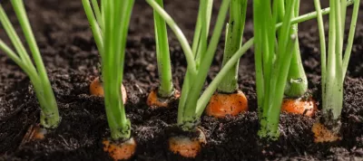 Fresh carrots in her bush in soil