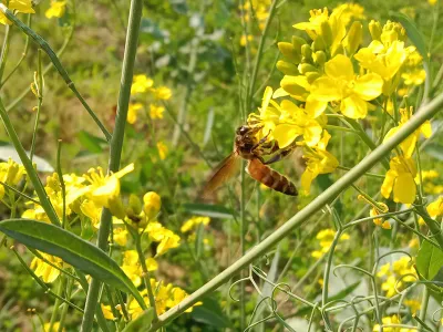 Honey Bee collect nectar or pollen from the flower of brassica campestris or field mustard