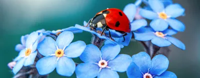 Ladybugs on flowers a symbol of biodiversity