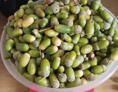 green acorn