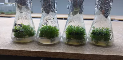 Aronia seedlings in glass bottles in a laboratory