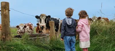 Kids stand by fence watching cows