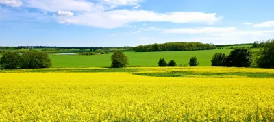 Canola plants and landscape of meadow