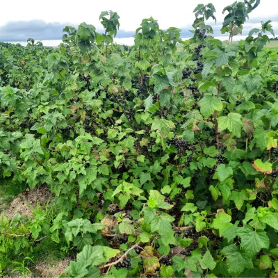 Black currant bushes
