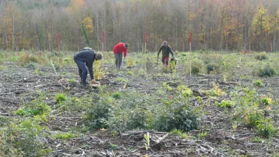 A group of people working in a forest clearance