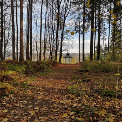 A path in the woods