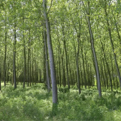 Poplar trees and the blue sky