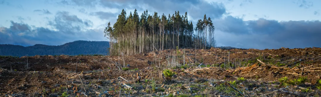 a group of trees on a hill