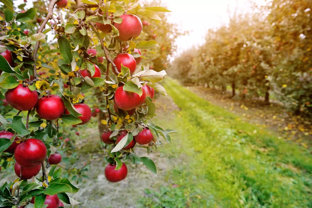 Apple trees