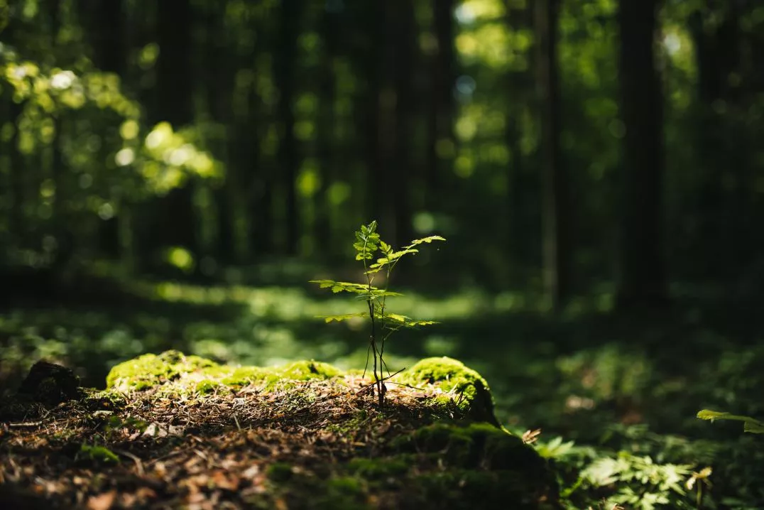 A small plant growing out of a mossy rock in the forest