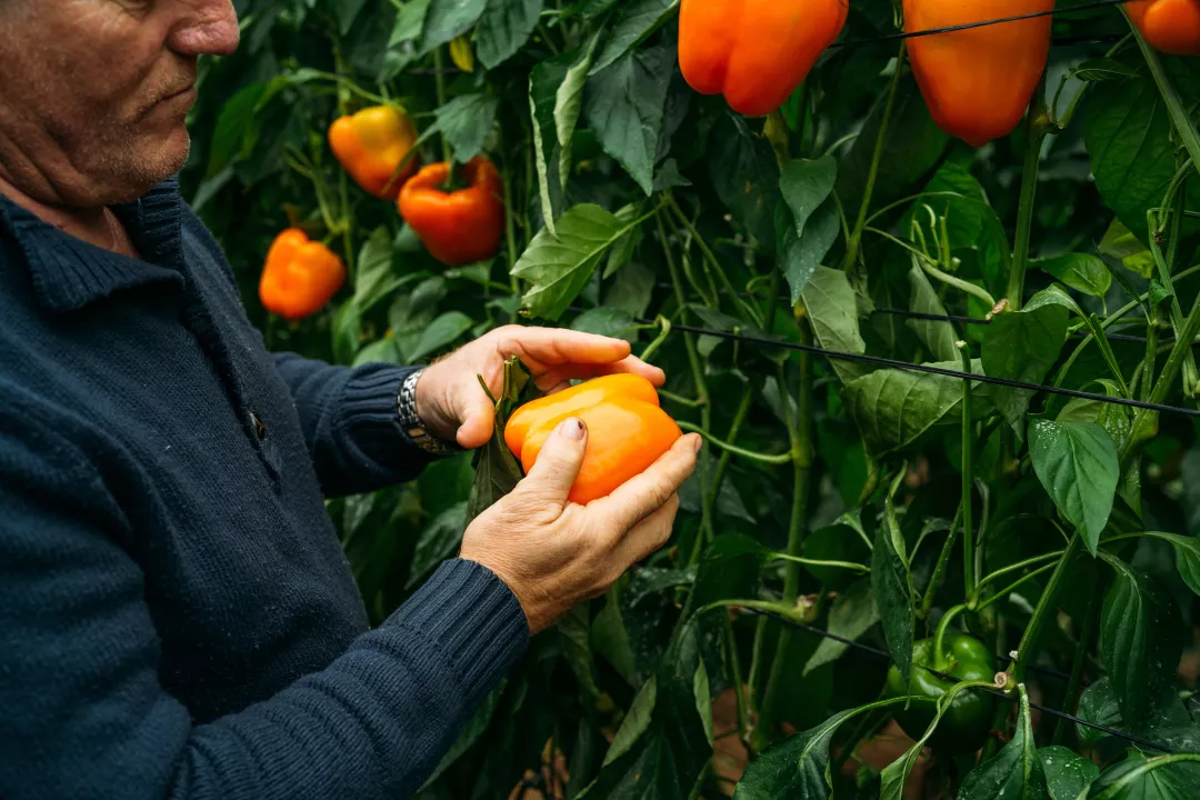 Fruit Agricultural production