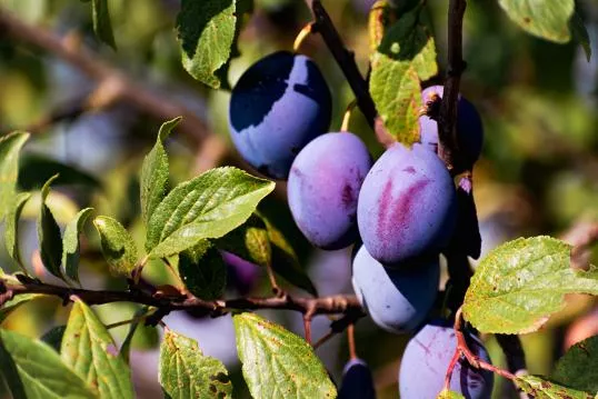 a close up of a plum tree for the 'BIOFRUITNET final conference'