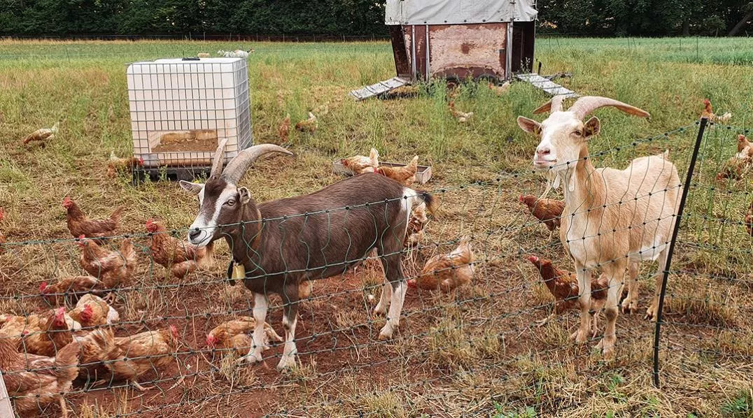 Herd protection by goats