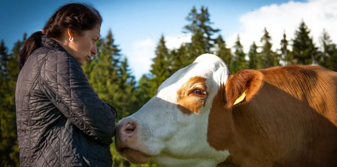 A woman feeding a cow 