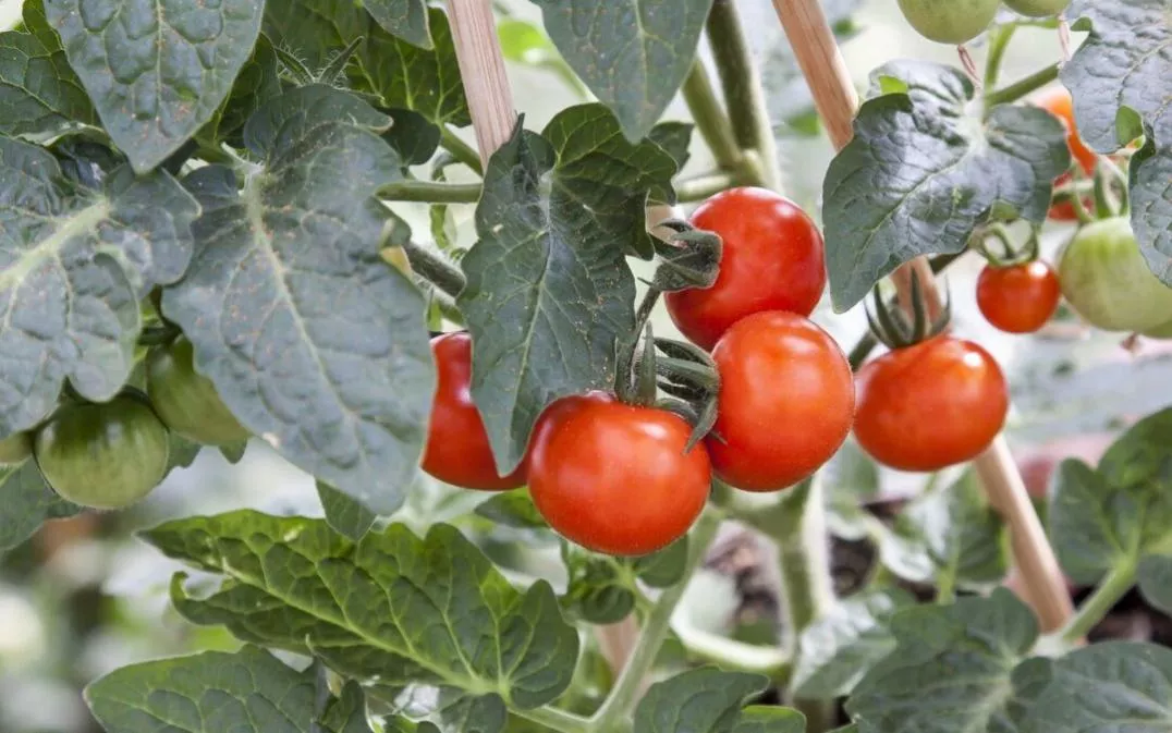 image of a group of tomatoes on a plant for Organic plant health care strategies