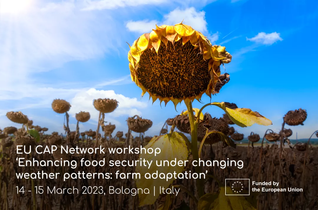 Picture of a sunflower in a field for the workshop ‘Enhancing food security under changing weather patterns: farm adaptation’