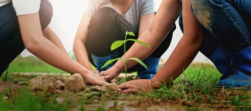 People planting a little plant on the ground