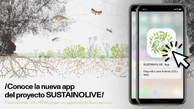 Digital tool for the sustainability of the olive oil sector