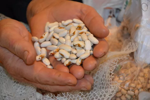 Hands holding dried beans