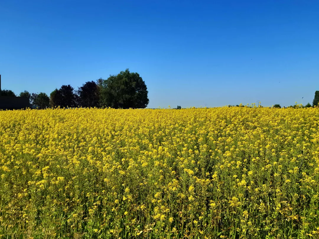 A field of mustard plants