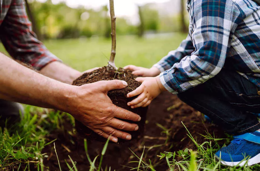 An adult and a child plant a tree together