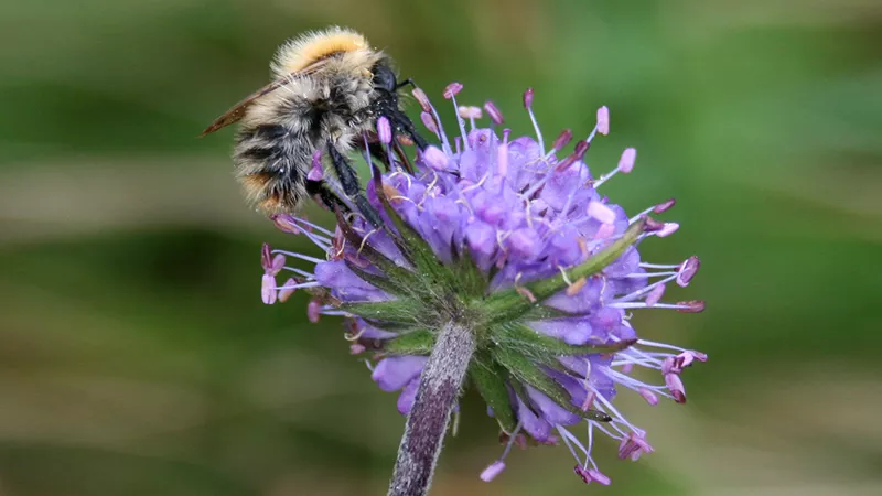 Focus on biodiversity