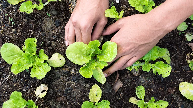 Biodiversity for food and agriculture