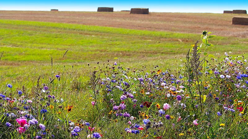 biodiversity on the path to recovery by 2030