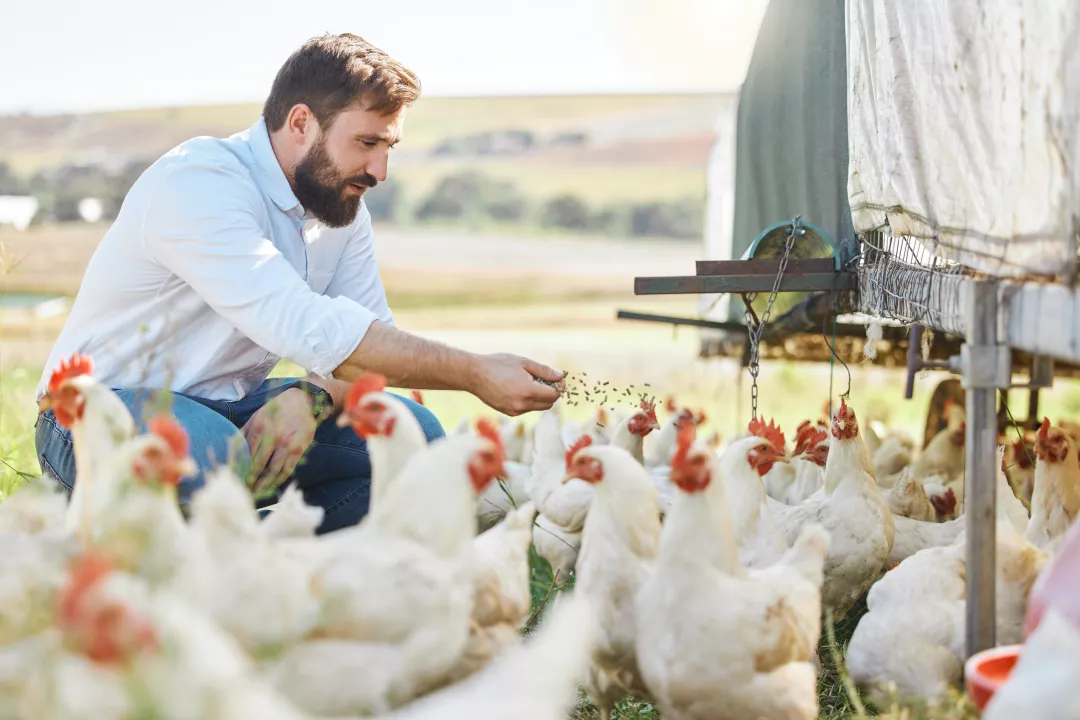 A man feeding his chickens