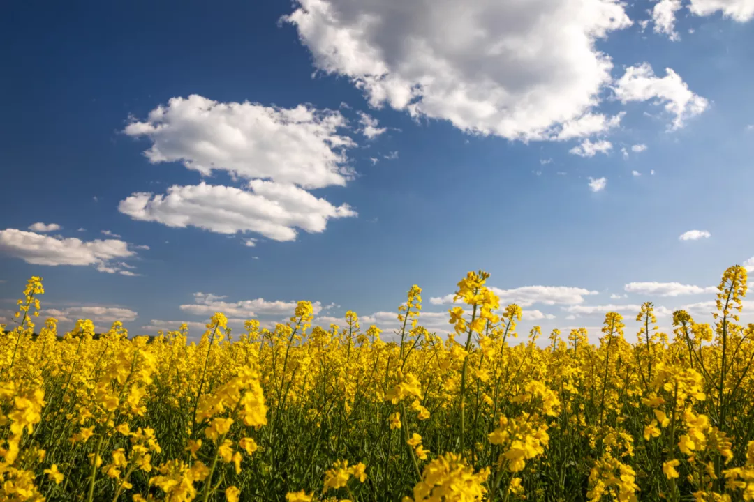 Yellow rapeseed field in the field and picturesque sky with white clouds. Blooming yellow canola flower meadows. Rapeseed crop in Ukraine.