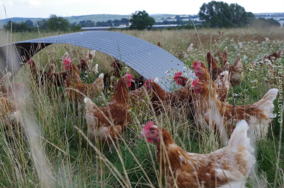 Chicken in a field