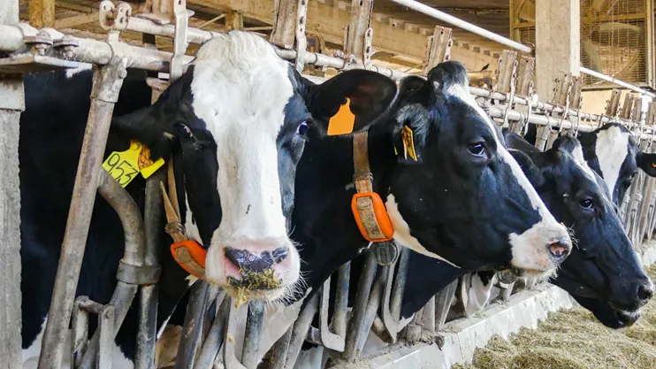 Closeup of three cows in a farm