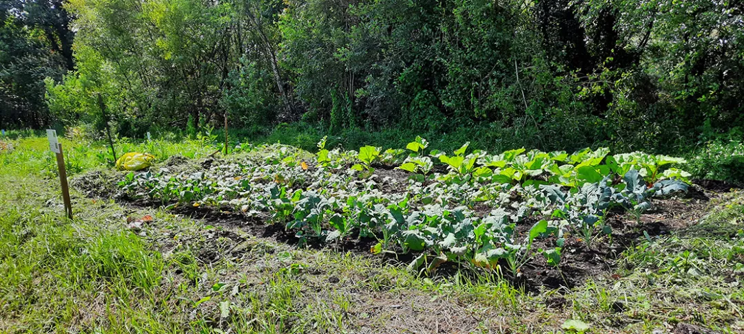 Inspirational idea: Farm carbon