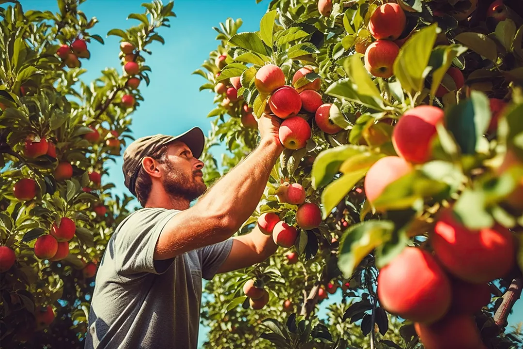 Knowledge exchange in organic fruit production